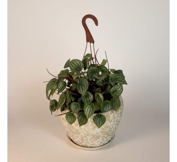 Özel Saksılı Melo